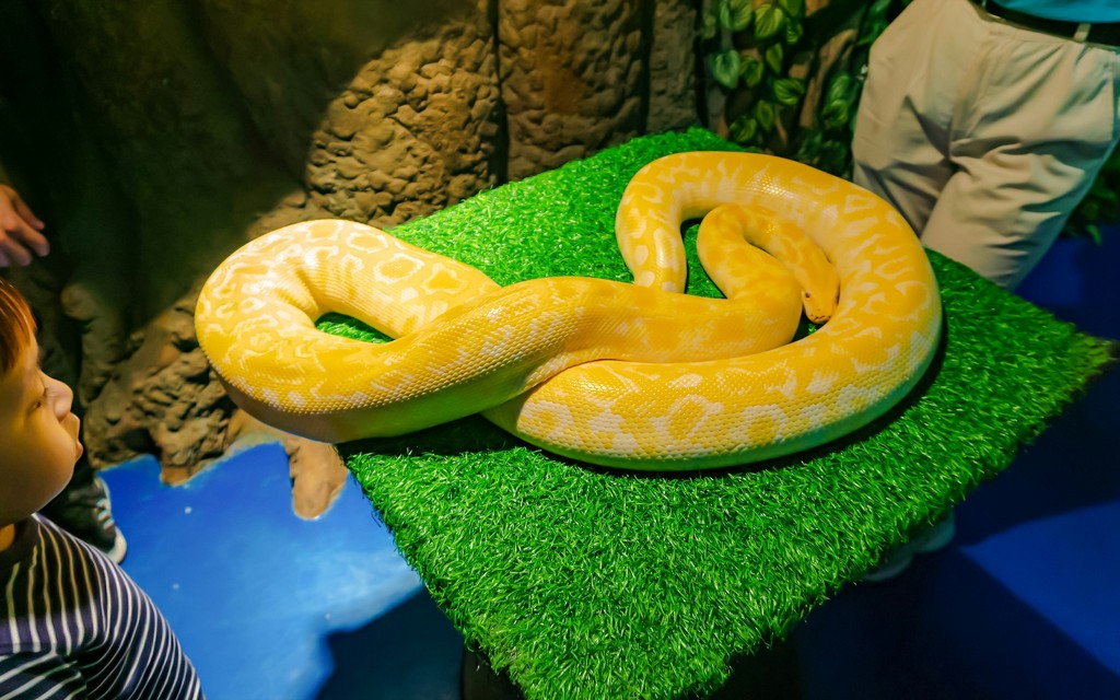Bilety na safari w akwarium w Dżakarcie (Premium Admission Ticket) - 3