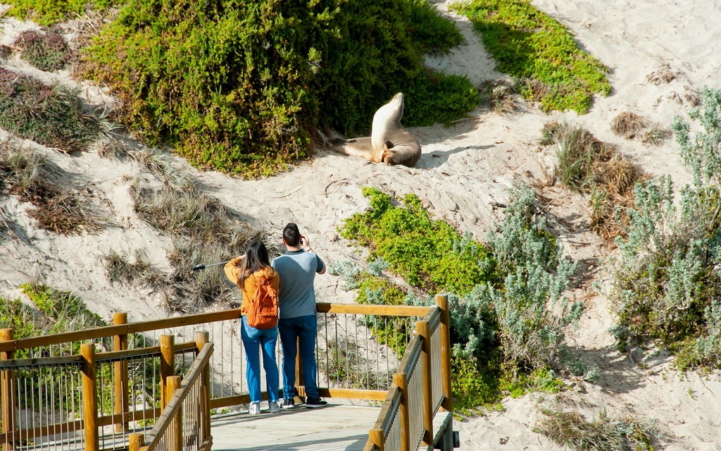 Tour guiado por Kangaroo Island con ferry de regreso, almuerzo y traslados desde Adelaida (From Adelaide: Guided Tour with Return Coach Transfers, Ferry and 2-Course Lunch) - 3