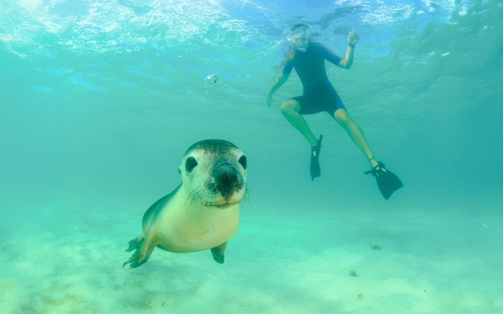 Kangaroo Island Bootstour an der Küste mit Wildtierbeobachtung (Swim with Dolphins & Seals Snorkel Boat Tour) - 1