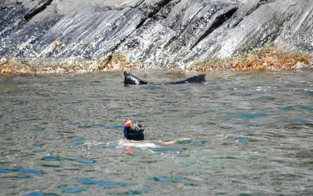 Kangaroo Island Bootstour an der Küste mit Wildtierbeobachtung (Swim with Dolphins & Seals Snorkel Boat Tour) - 2