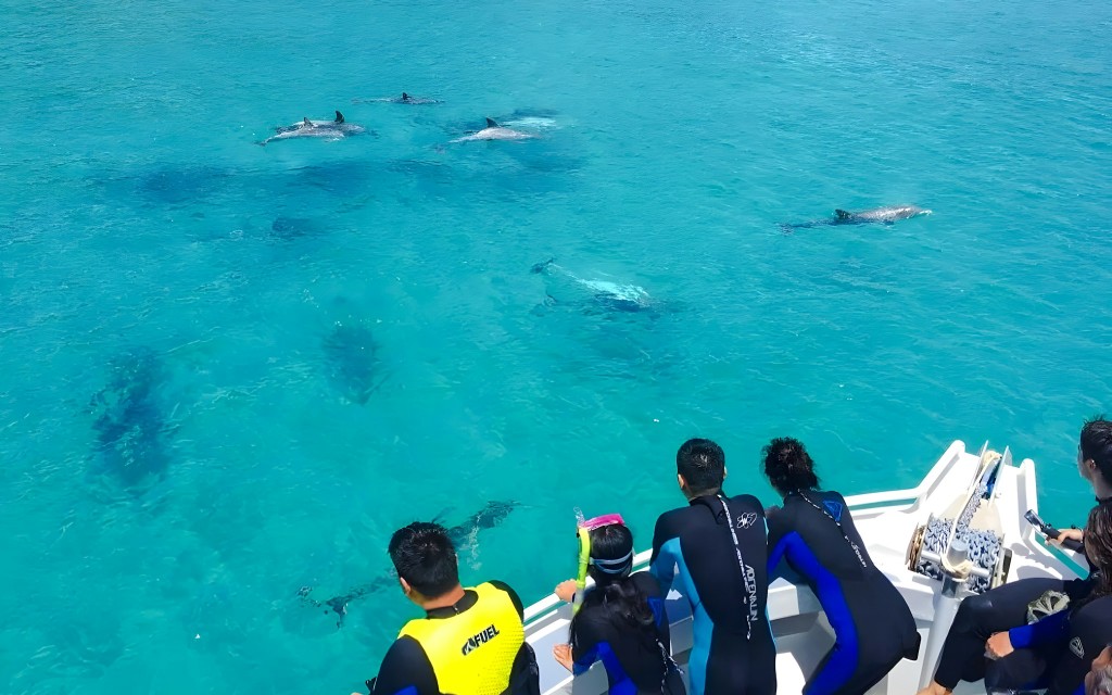 Kangaroo Island Bootstour an der Küste mit Wildtierbeobachtung (Swim with Dolphins & Seals Snorkel Boat Tour) - 3
