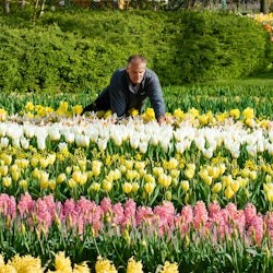 Keukenhof: Entry + Roundtrip Transfer from Rotterdam - 1
