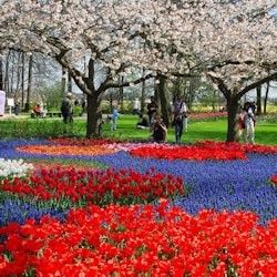 Keukenhof: Entry Ticket + Windmill Cruise + Transport - 1