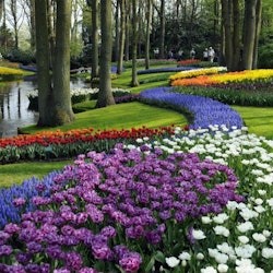 Keukenhof: Entry Ticket + Windmill Cruise + Transport - 2