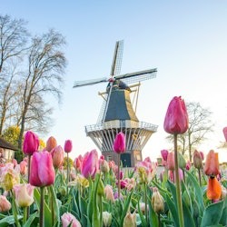 Keukenhof & Flower Parade: Day Tour from Amsterdam + Lunch - 2