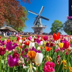 Keukenhof & Flower Parade: Day Tour from Amsterdam + Lunch - 3