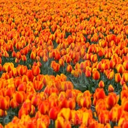 Keukenhof & Flower Parade: Entry Ticket + Tulip Tour - 1