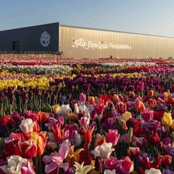 Keukenhof & Tulip Experience: Entry Ticket + Transfer + Coffee or Tea - 1