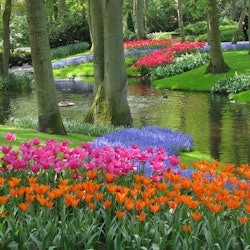 Keukenhof + Tulip Museum Amsterdam - 3