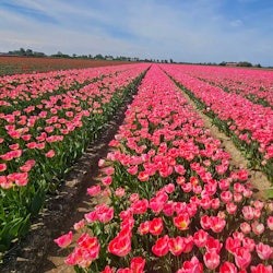 Keukenhof: Tulip Tour + Delft City Tour from Amsterdam - 3