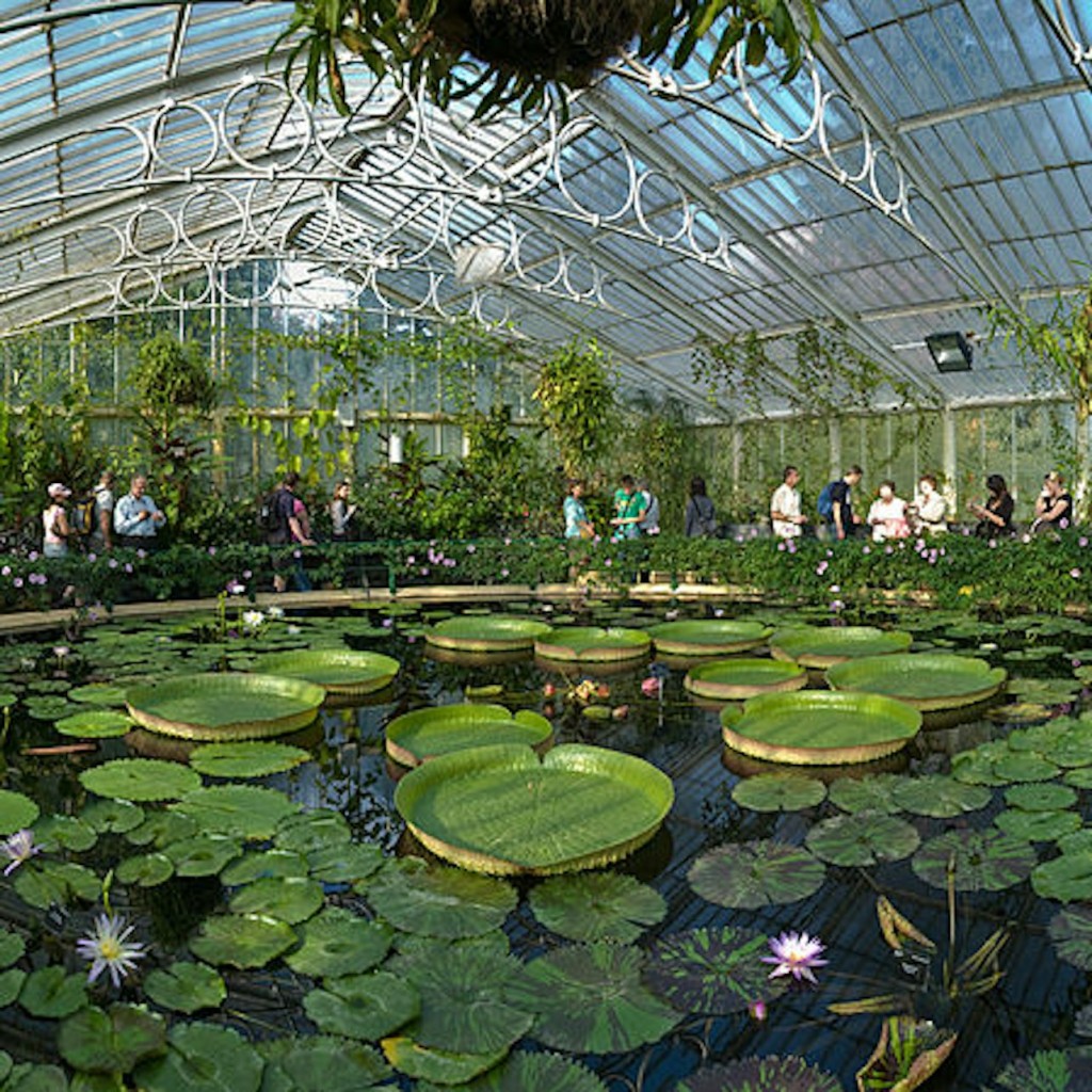 Reial Jardí Botànic de Kew: Tiquet sense cues - 1