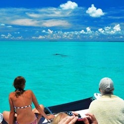 Key West: Dolphin Watching Eco Tour - 1