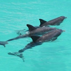 Key West: Dolphin Watching Eco Tour - 2
