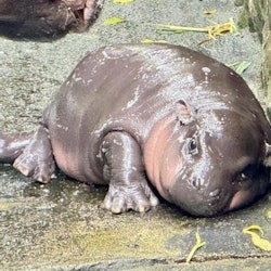 Khao Kheow Open Zoo: Entry Ticket - 2