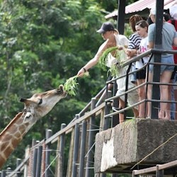 Khao Kheow Open Zoo: Entry Ticket - 3