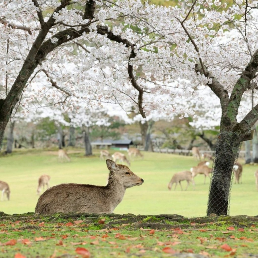 Kintetsu Rail: 1/2/5-Day Pass - 3