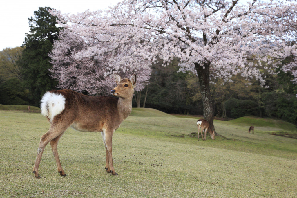 Kintetsu Rail Pass (Kintetsu Rail Pass - 1-Day Digital Pass) - 2