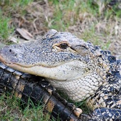 Kissimmee: 1-Hr Boggy Creek Everglades Airboat Tour - 1