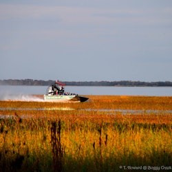 Kissimmee: 1-Hr Boggy Creek Everglades Airboat Tour - 3