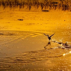 Kissimmee: 1-Hr Boggy Creek Sunset Everglades Airboat Tour - 2