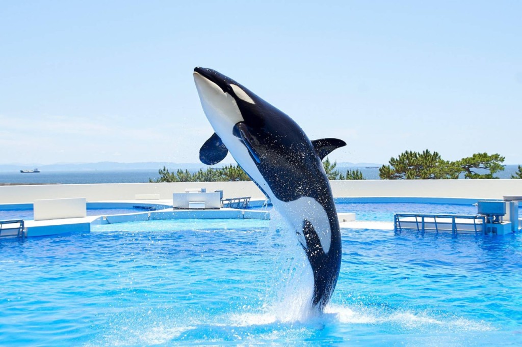 Kobe Suma Sea World Ticket (One-Day Ticket (Admission after 11:00 AM)) - 2