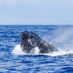Kona: Whale Watching Tour - 1