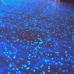 Krabi 4-Islands Sunset BBQ Tour with Bioluminescent Plankton by Longtail Boat - 2