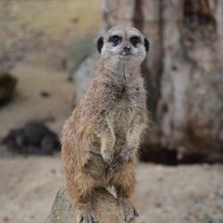 Krakow: Zoo + Hotel Transfer - 2