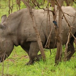 Kruger National Park: Entry + Guided Tour + Transport - 1