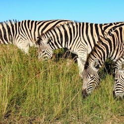 Kruger National Park: Entry + Guided Tour + Transport - 2