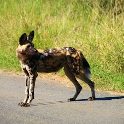 Kruger National Park: Entry + Guided Tour + Transport - 3
