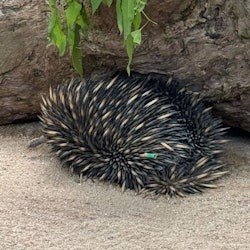 Kuranda Koala Gardens: Entry Ticket - 2