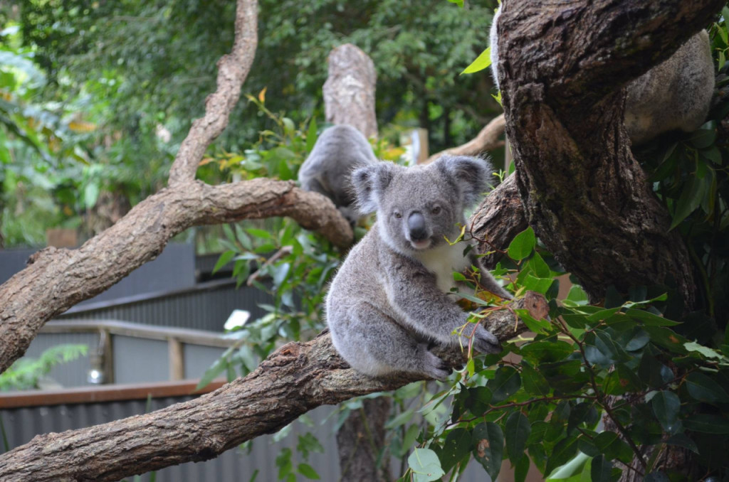 Kuranda Koala Gardens (Kuranda Koala Gardens - Admission) - 2