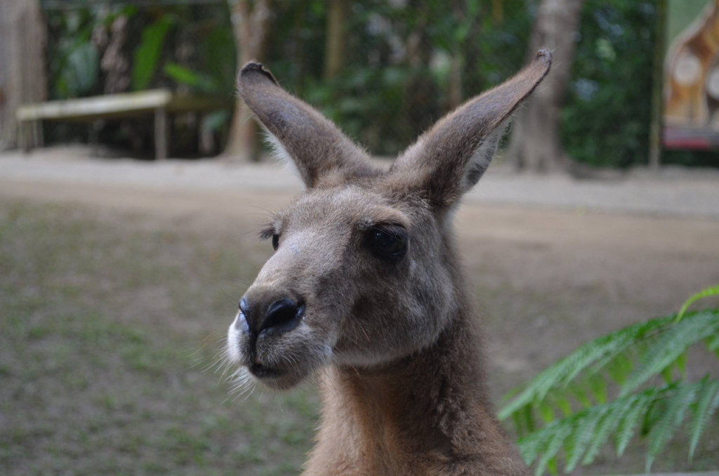 Kuranda Koala Gardens (Kuranda Koala Gardens - Kuranda Wildlife Experience Package) - 1