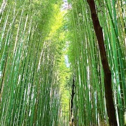 Kyoto: 10 Must-See Sights Guided tour - 1