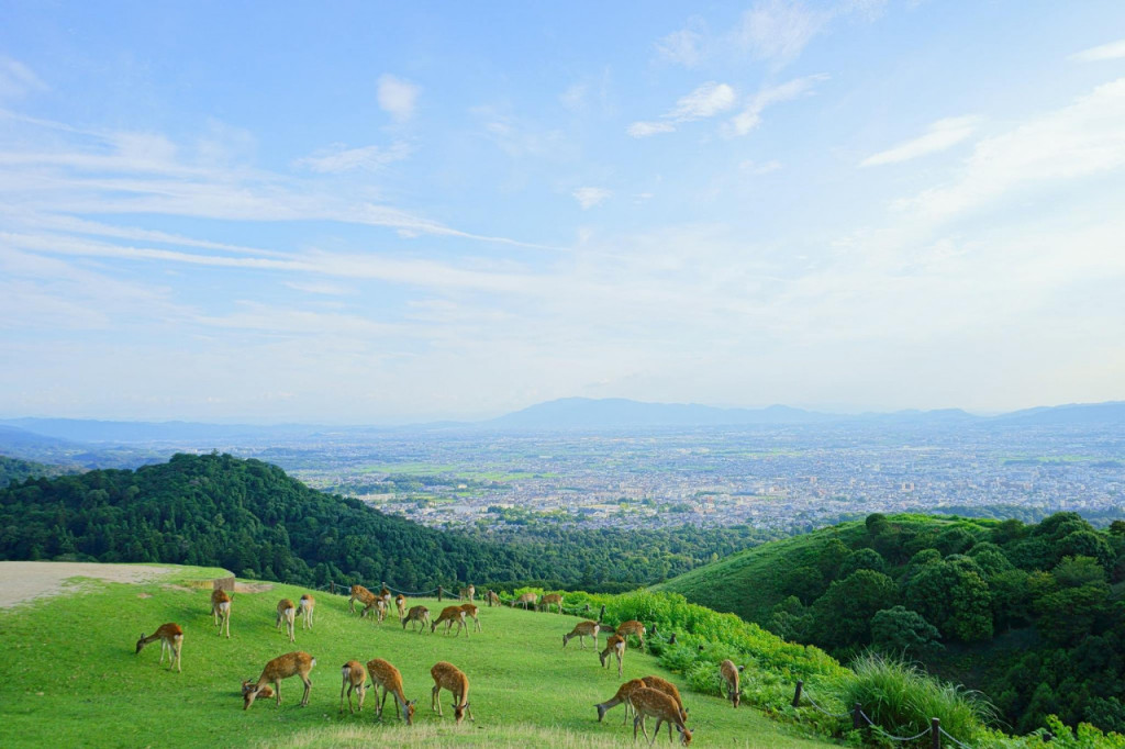 Kyoto and Nara Tour from Osaka (Kyoto and Nara Tour from Osaka with Lunch) - 2