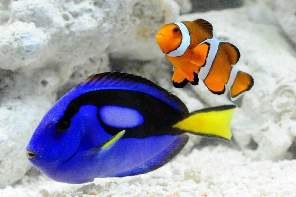 Kyoto Aquarium Ticket (Kyoto Aquarium - Student Admission) - 1