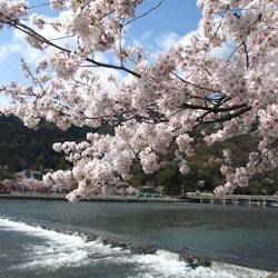 Kyoto: Guided Sightseeing Bus Tour in Japanese - 2