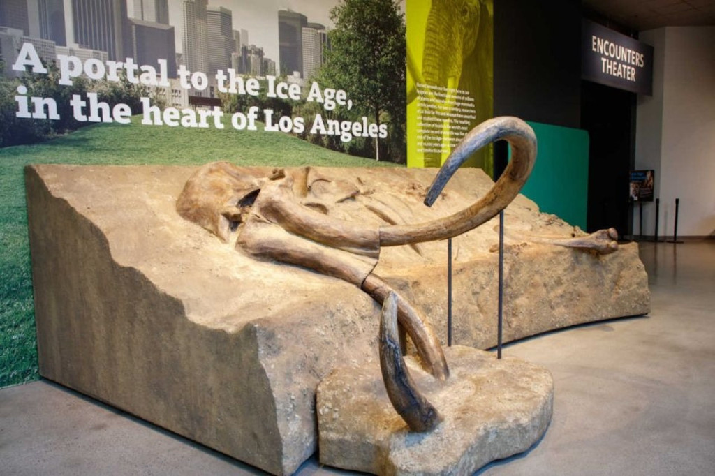La Brea Tar Pits Museum (La Brea Tar Pits Museum - General Admission) - 2