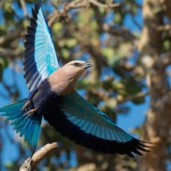 La Ferme aux Crocodiles: Entry Ticket - 1