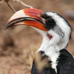 La Ferme aux Crocodiles: Entry Ticket - 3