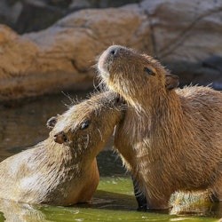 Lagos Zoo: Entry Ticket - 1