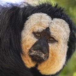 Lagos Zoo: Entry Ticket - 3