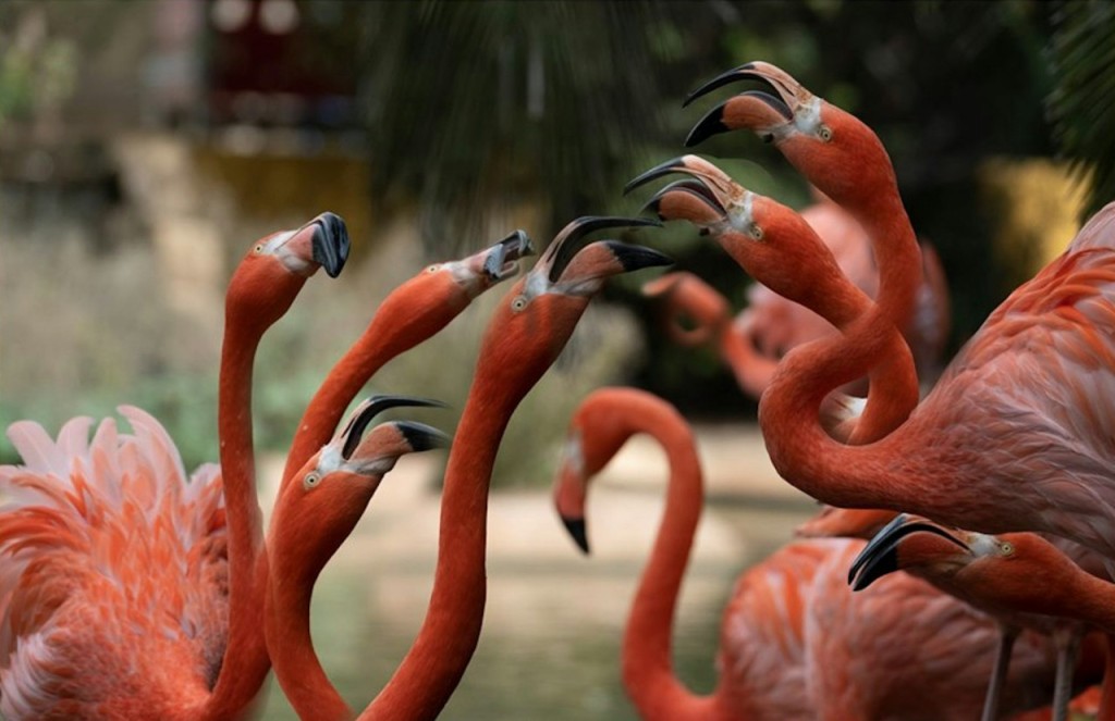 Lagos Zoo Ticket (Zoo Admission) - 2