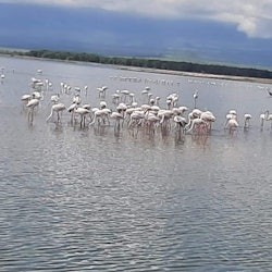 Parco Nazionale del Lago Nakuru: Gita di un giorno da Nairobi - 1
