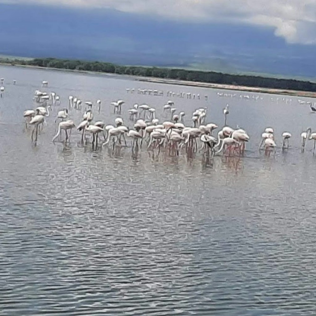Parco Nazionale del Lago Nakuru: Gita di un giorno da Nairobi - 3