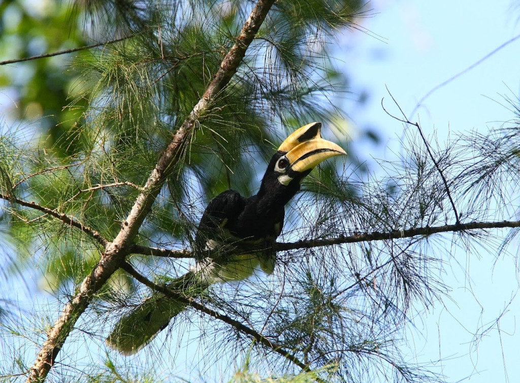 Langkawi Birdwatching Experience with Round Trip Transfer (Langkawi Birdwatching Experience with Round Trip Transfer - Afternoon) - 1
