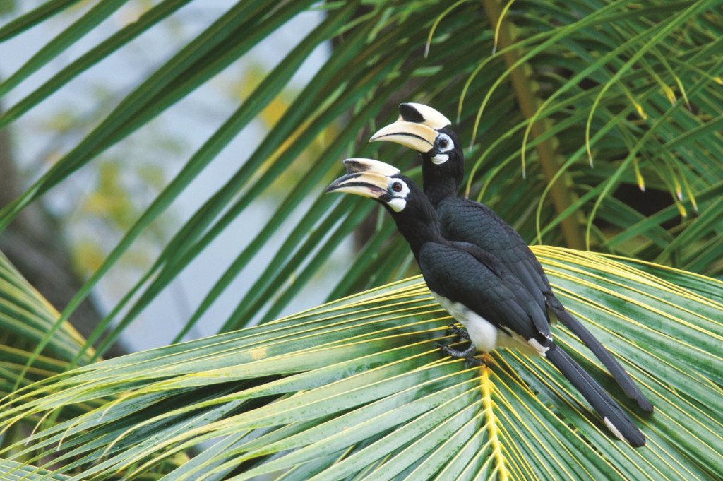 Langkawi Birdwatching Experience with Round Trip Transfer (Langkawi Birdwatching Experience with Round Trip Transfer - Morning) - 2