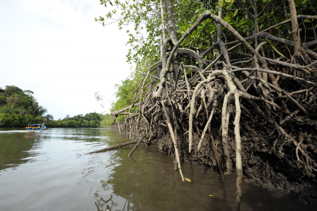 Langkawi Mangrove Cruise and Snorkeling (Private Langkawi Mangrove Cruise and Snorkelling) - 2