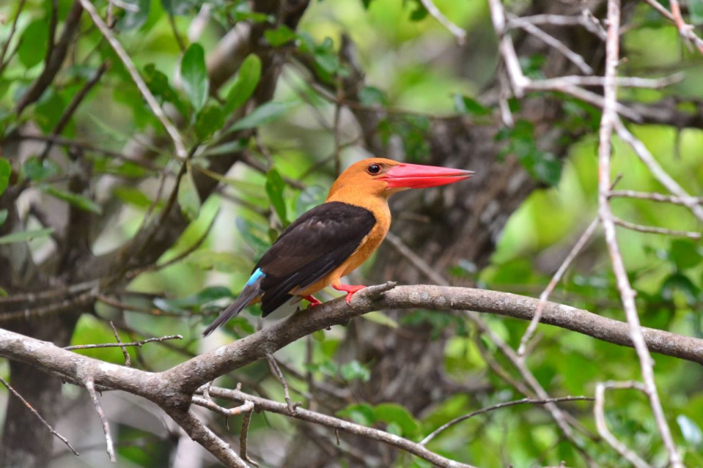 Langkawi Mangrove Cruise and Snorkeling (Private Langkawi Mangrove Cruise and Snorkelling) - 3